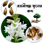 Rojonigondha Flower Bulb/Big Seed - 10Pcs