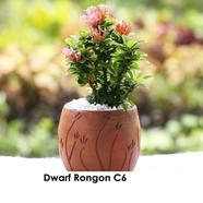 Rongon Bonsai With 12 Inch Plastic Pot - 347