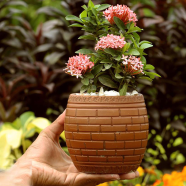Rongon Bonsai Without Pot - 347 icon