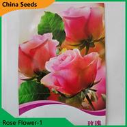 Rose Flower Seeds- Rose Flower 1