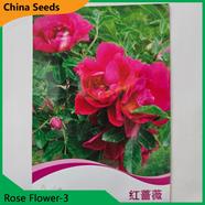 Rose Flower Seeds- Rose Flower 3