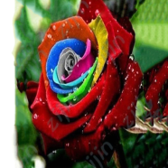 Rose Mixed Seed icon