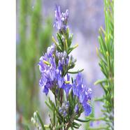 Rosemary Seed