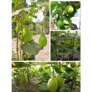 Round Bottle Gourd 