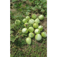Round Gourd Seed