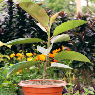 Rubber Plant Without Pot - 177