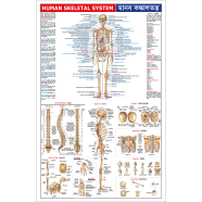 Sariyagraph Human Skeletal System icon