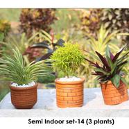 Brikkho Hat Semi Indoor Plants set- 14 (Spider, Nimzhuri, Boat Lily) - 225