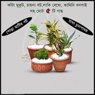 Brikkho Hat Semi Indoor combo-9 (Kamini Bonsai, China bot bonsai, Lucky Bamboo small, Snake yellow, Crown of thorns) - 74