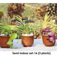 Brikkho Hat Semi Indoor set - 16 (Money plant, spider, zebra vine) - 242