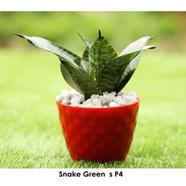 Brikkho Hat Snake Green Plant S P4 Short (Plastic Tub) - 382