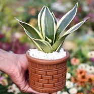 Snake Plant/ Dracaena Trifasciata With 5 Inch Clay Pot Yellow Small - 24