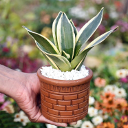 Snake Plant/ Dracaena Trifasciata With 5 Inch Clay Pot Yellow Medium - 24