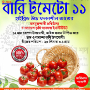 Sobuj Dhaka Garden All Season BARI-11 Tomato Seeds Re-Pack