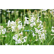  Tuberose Flower 2 pcs Bulb Of Rojoni Gondha Flower Bulb Big Seed