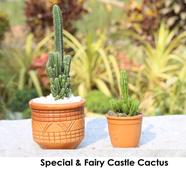 Brikkho Hat Special And fairy castle cactus - 230