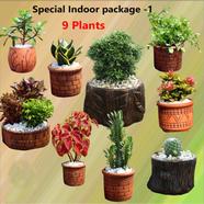 Brikkho Hat Special Indoor package-1 - 164