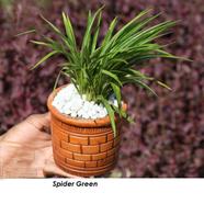 Spider Green With Regular 5 Inch Clay Pot - 458