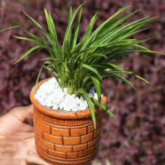 Spider Green With Regular 5 Inch Clay Pot - 458