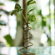 Spring Metal Stand With Test Tube Lucky Bamboo (One Stick) - 621