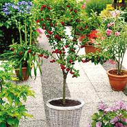 Stella Cherry Tree Seed