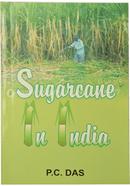 Sugarcane in India 