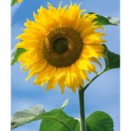 Sun Flower Seed