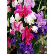 Sweet Pea Seed 
