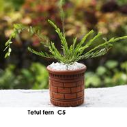 Tetul Fern With 5 inch clay pot - 119