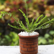 Tetul Fern With 5 inch clay pot - 119