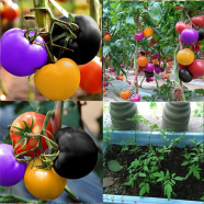 Tomato Seeds Mixed icon