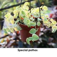 Brikkho Hat Trailing Peperomia Scandens - 424