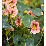 Tropaeolum Majus Seed 