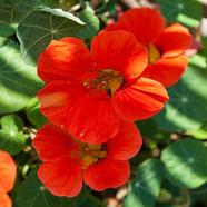 Tropaeolum Majus Seed Red 