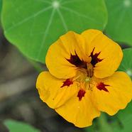 Tropaeolum Majus Seed-Yellow