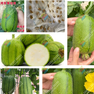 Variegated Sponge Gourd Seeds 10Pcs