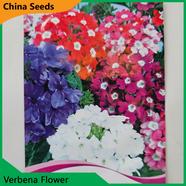 Verbena Flower Seeds