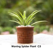 Waving spider (S) With Regular 5 inch Clay Pot - 420