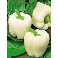 White Capsicum Seed 