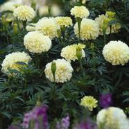 White Marigold Seed 