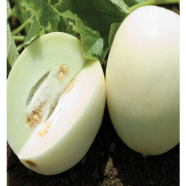 White Melon Seed
