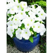 White Petunia Seed 