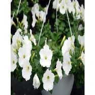 White Petunia Seed 