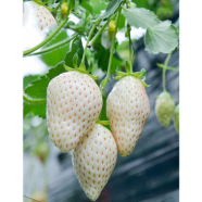 White Strawberry Seed 