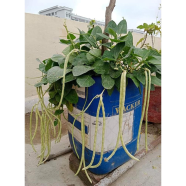 Yardlong bean Seed Green 