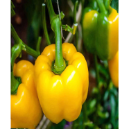 Yellow Capsicum Seed 