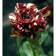 Yellow Dragon Rose Seed 