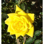 Yellow Rose Seed 