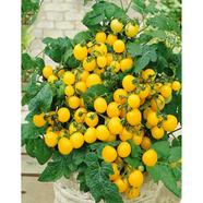 Yellow Tomato Cherry Seed