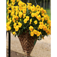 Yelow Pansy Seed 